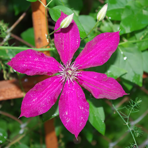 Clematis hybrida Ruutel